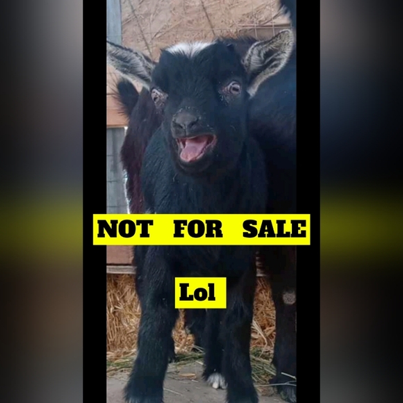 (4/$15!)Nicki Minaj, size 11/12 mid rise black skinny jeans - Picture 1 of 4